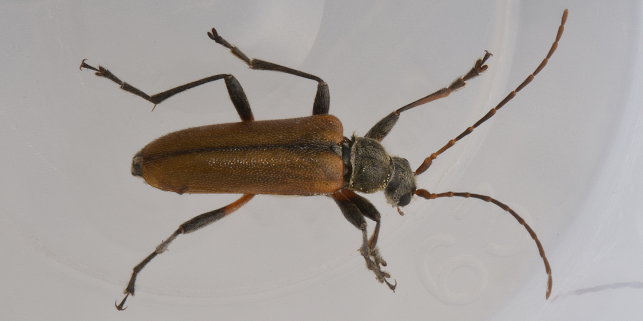 Cerambycidae: Cortodera humeralis?   Sì  !